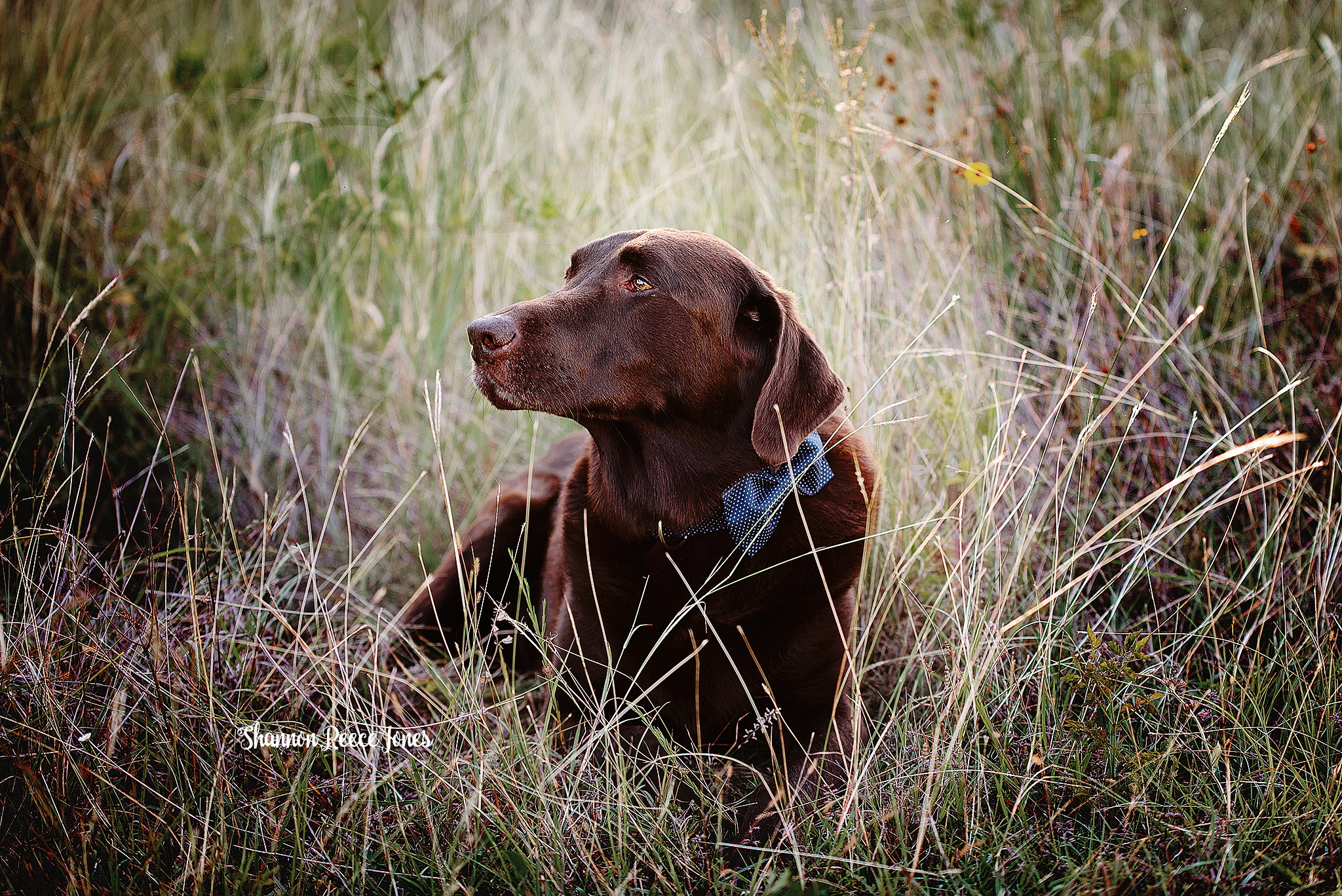 pet portraits texas, chocolate lab in field