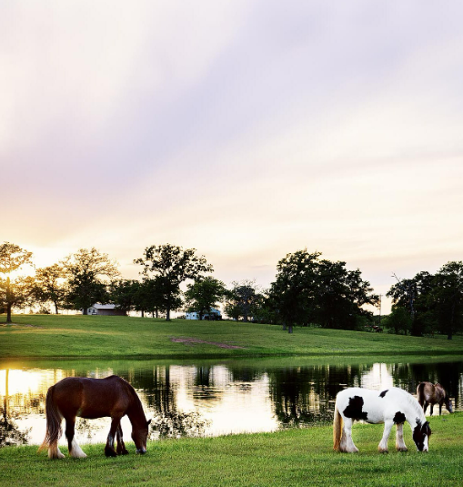 Horses grazing next to a pond during a business photography session for a Texas ranch
