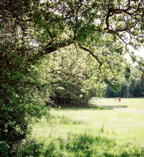 Brand photography and headshots for Houston businesses, sunkissed field at Lochow Ranch