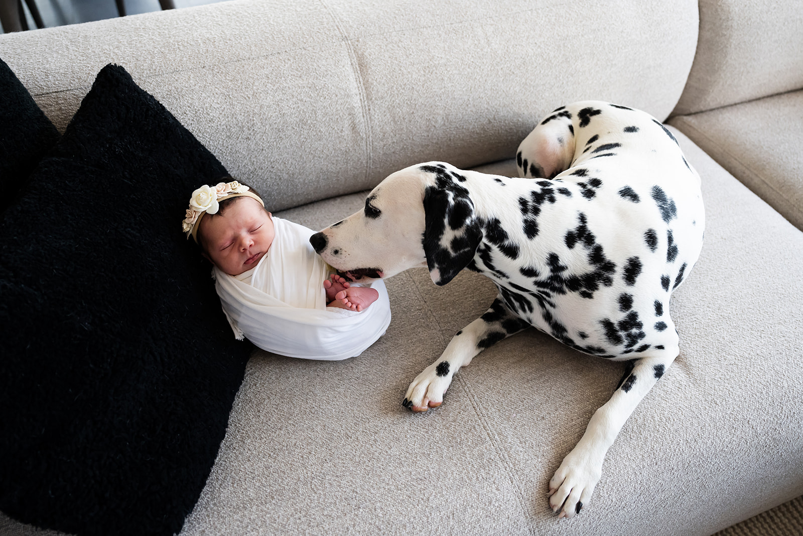 Dalmatian dog sniffs carefully at swaddled newborn baby as they sit together on a gray couch